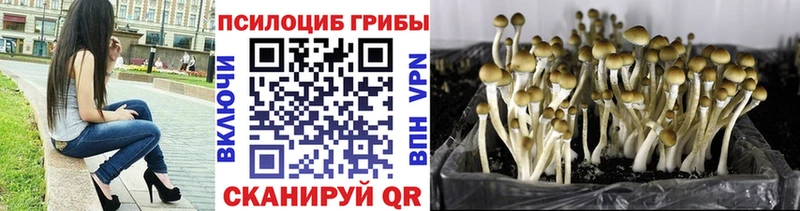 Галлюциногенные грибы Psilocybe  Волгодонск 
